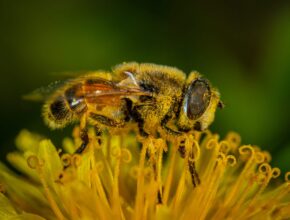 bee pollenating a flower