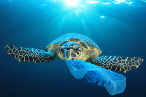 tortoise swimming in ocean with plastic waste