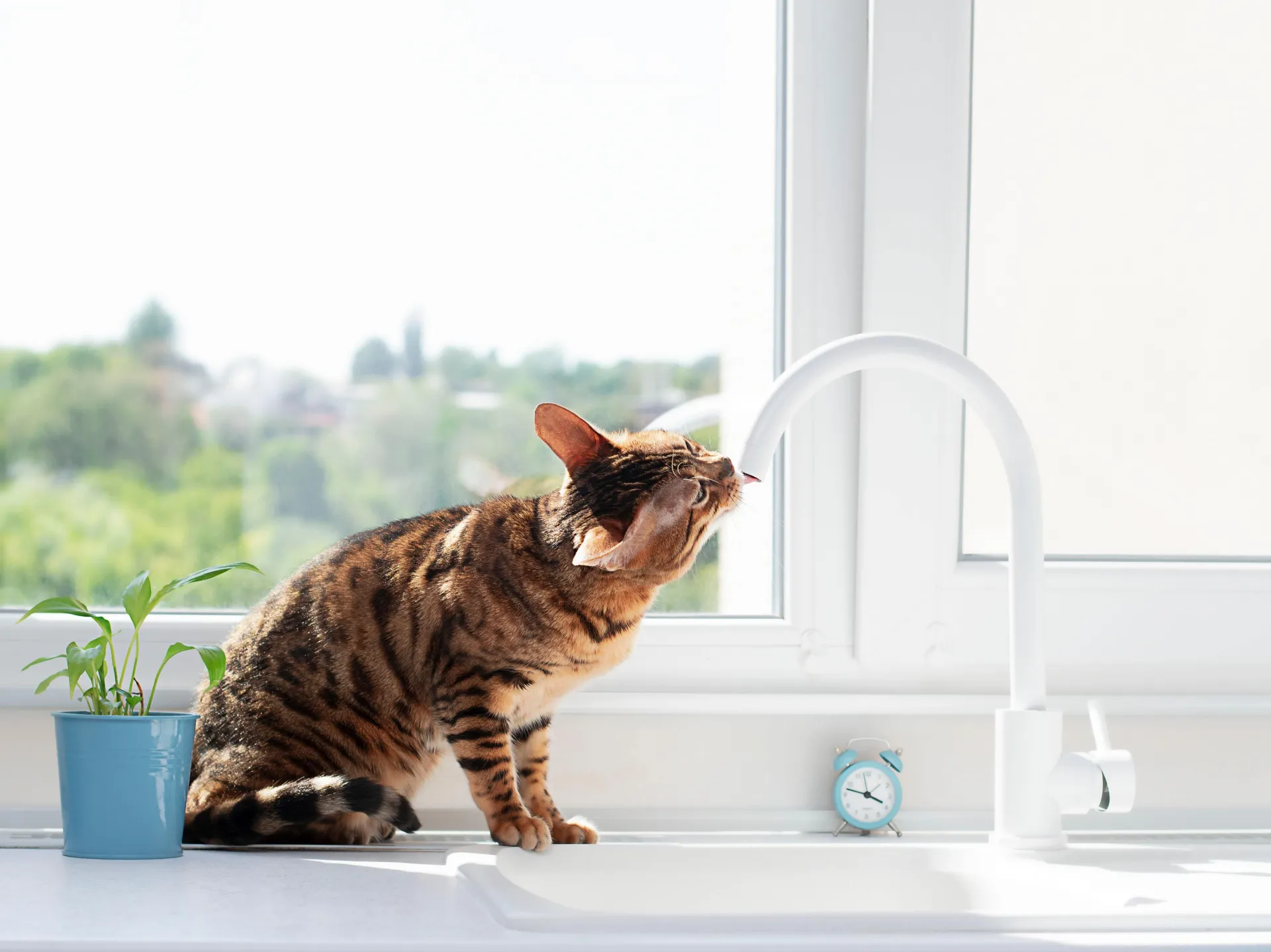 cat drinking water