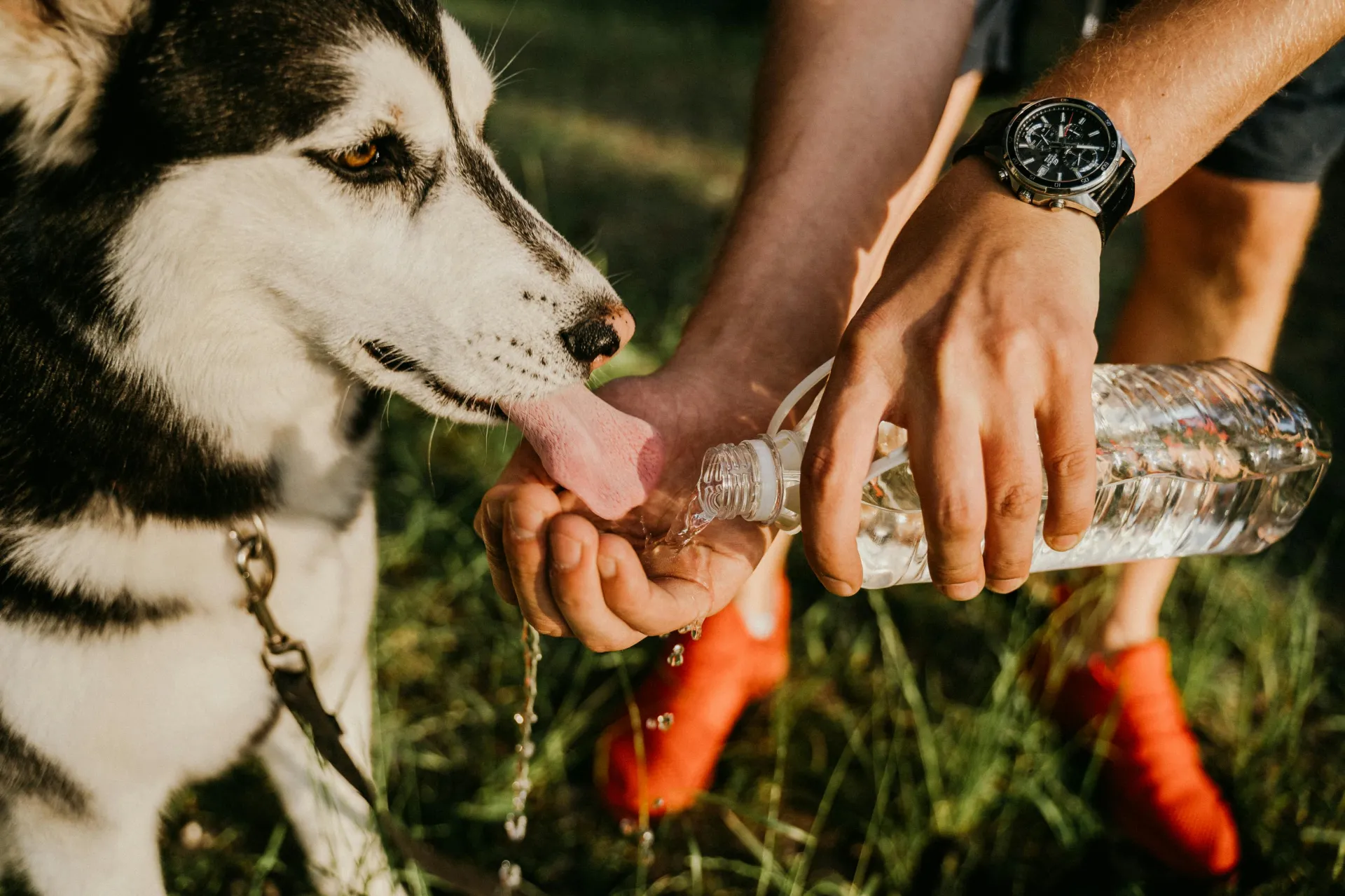 Dog drinking water
